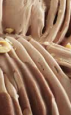 Pasta saborizante de chocolate gianduia J...